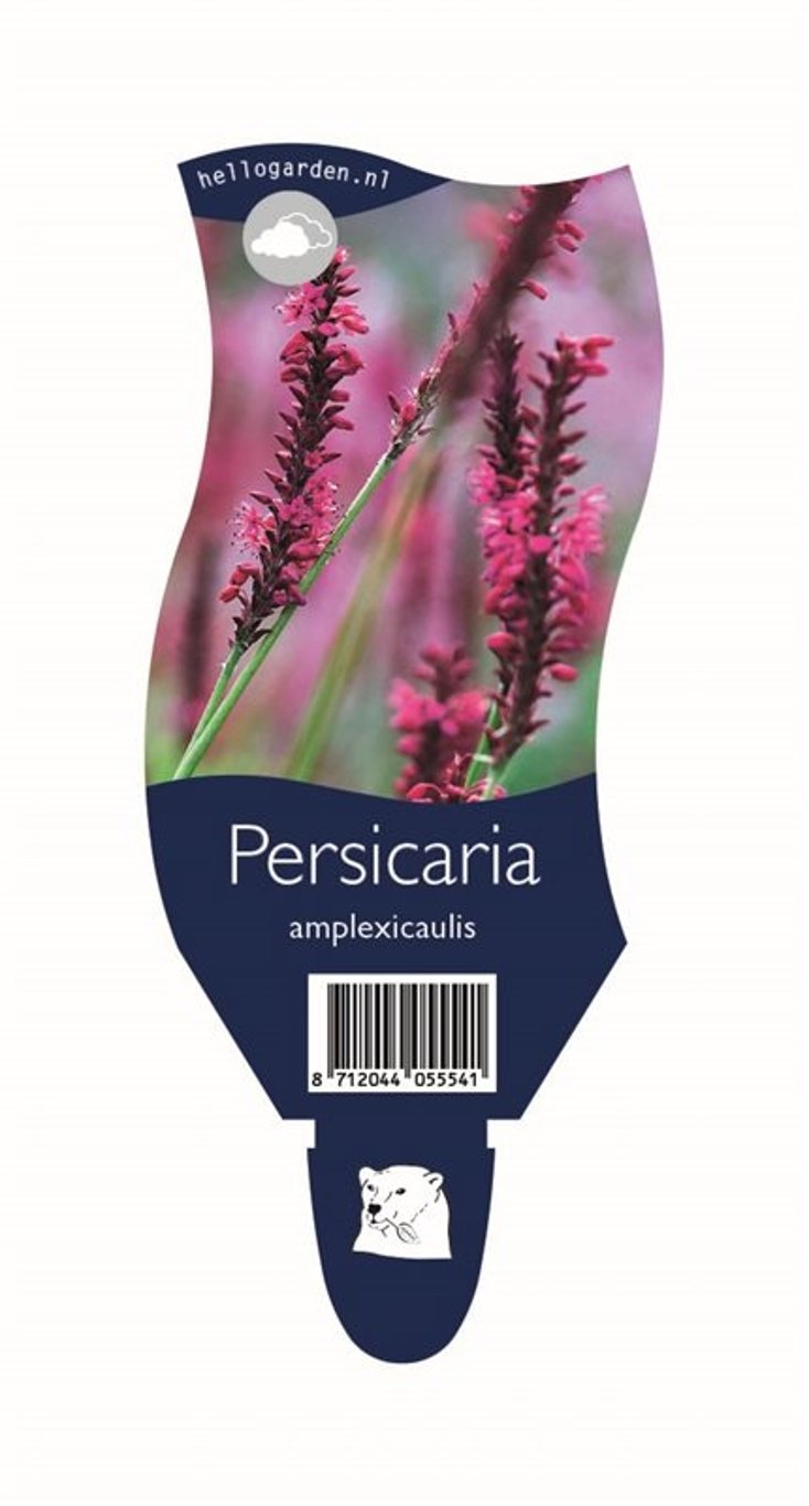 Persicaria amplexicaulis - P11